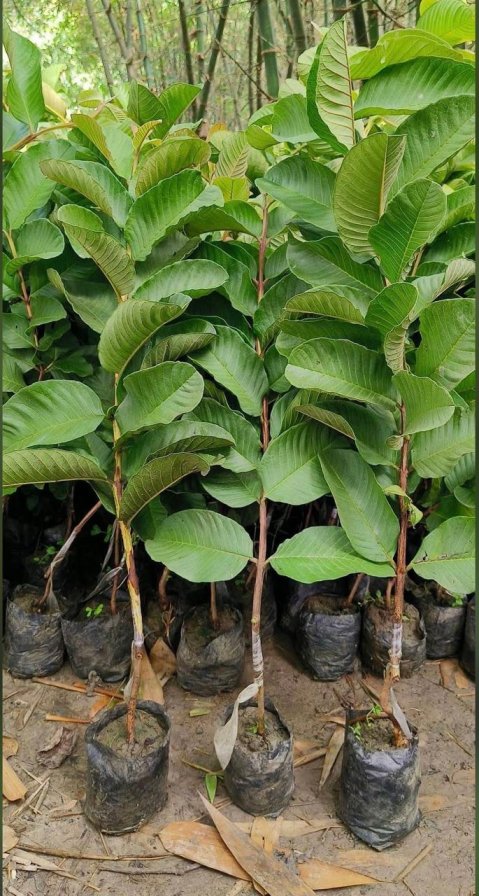 Japanese Red Diamond Guava plant Featured Image