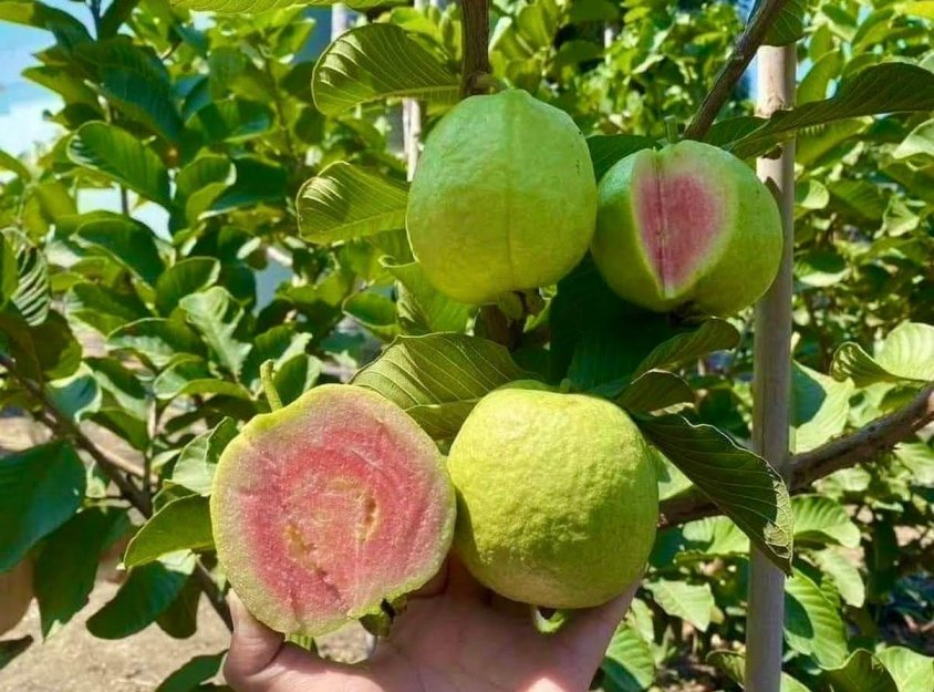 Japanese Red Diamond Guava plant Featured Image