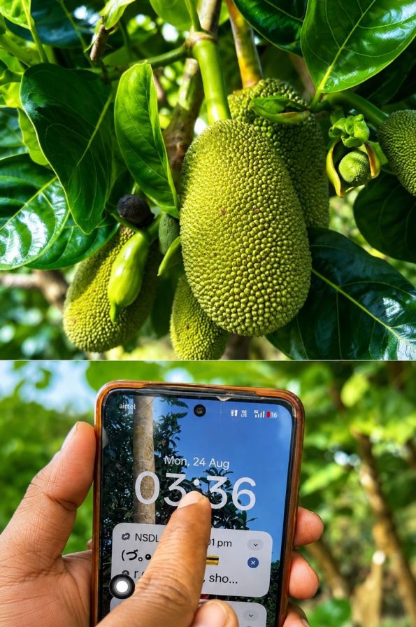 Thai All Time Jackfruit Plant Featured Image