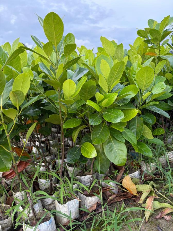 Thai All Time Jackfruit Plant Featured Image