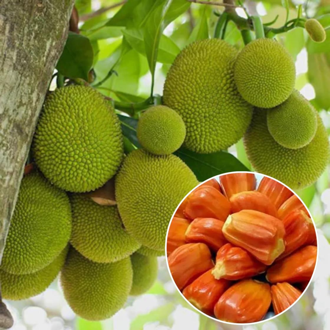 Red Jackfruit Plant Featured Image