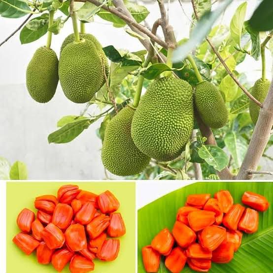 Red Jackfruit Plant Featured Image