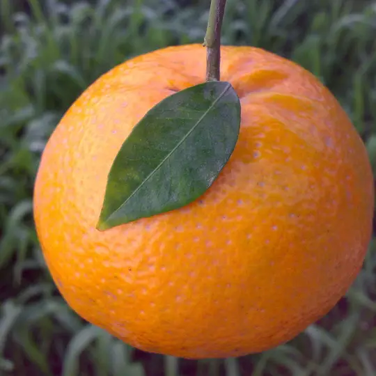 Fremont Mandarin Orange Featured Image