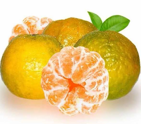 Nagpuri Orange Plant Featured Image