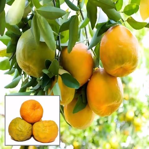 Nagpuri Orange Plant Featured Image