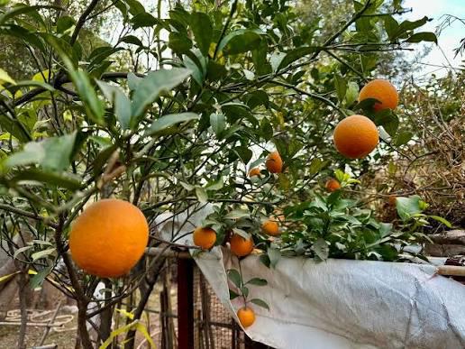 Pakistani Kinnow Orange Plant Featured Image