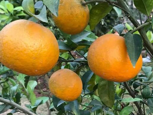 Pakistani Kinnow Orange Plant Featured Image