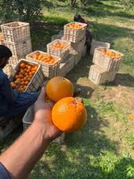 Pakistani Kinnow Orange Plant Featured Image