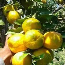 Chatoki Orange Plant Featured Image