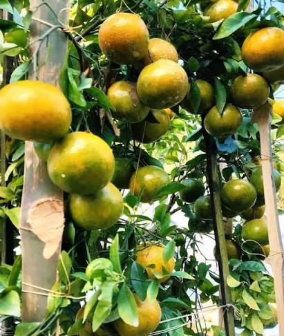 Chatoki Orange Plant Featured Image