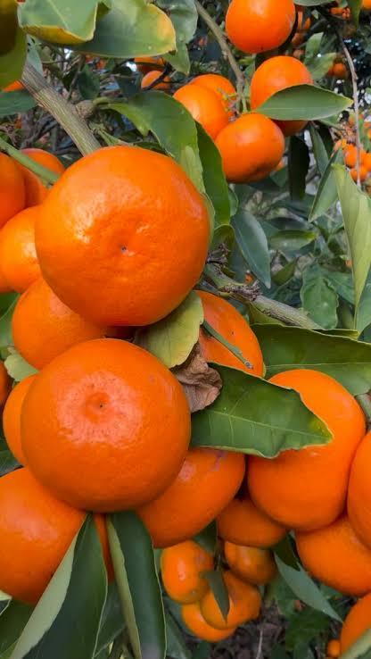 Mandarin Orange Plant Featured Image