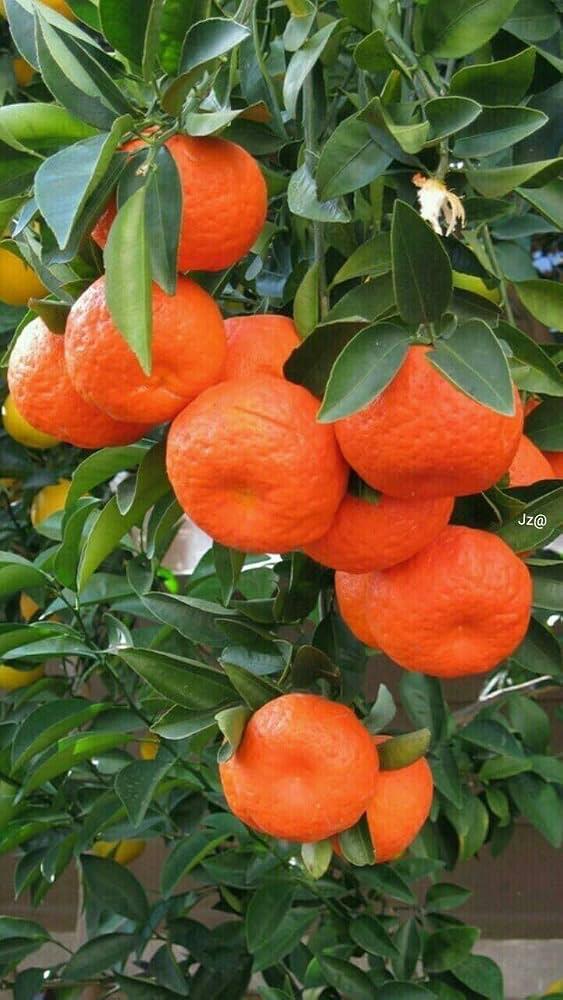 Mandarin Orange Plant Featured Image