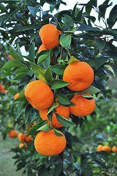 Mandarin Orange Plant Featured Image