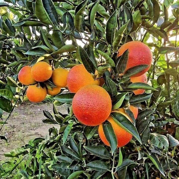 Darjeeling Orange Plant Featured Image