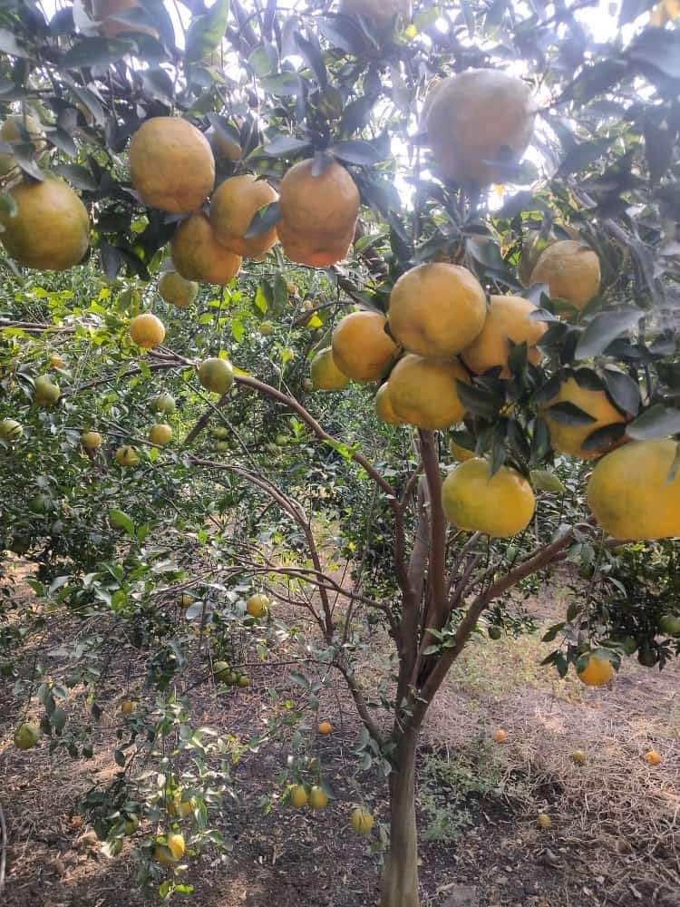 Darjeeling Orange Plant Featured Image