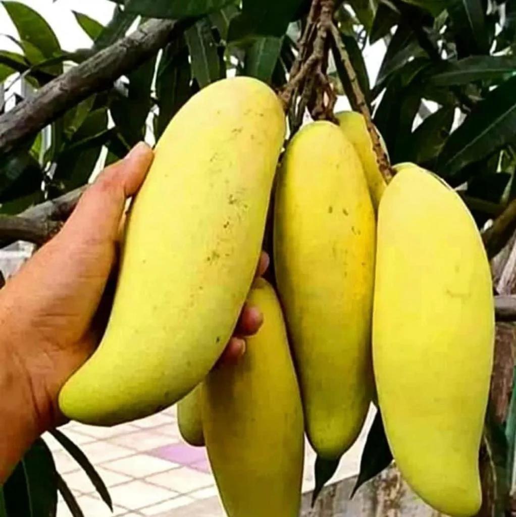Thai Banana Mango Plant Featured Image