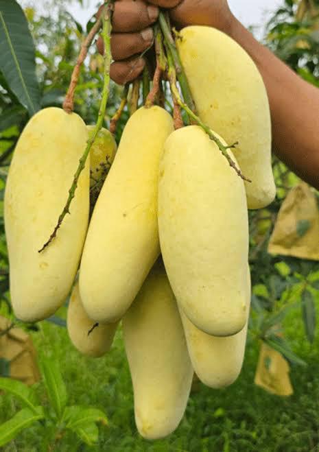 Thai Banana Mango Plant Featured Image