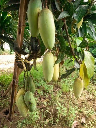 Thai Banana Mango Plant Featured Image
