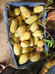 Thai Sweet Katimon Mango Plant Featured Image