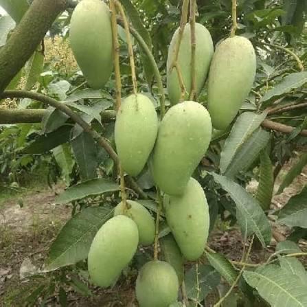Thai Sweet Katimon Mango Plant Featured Image
