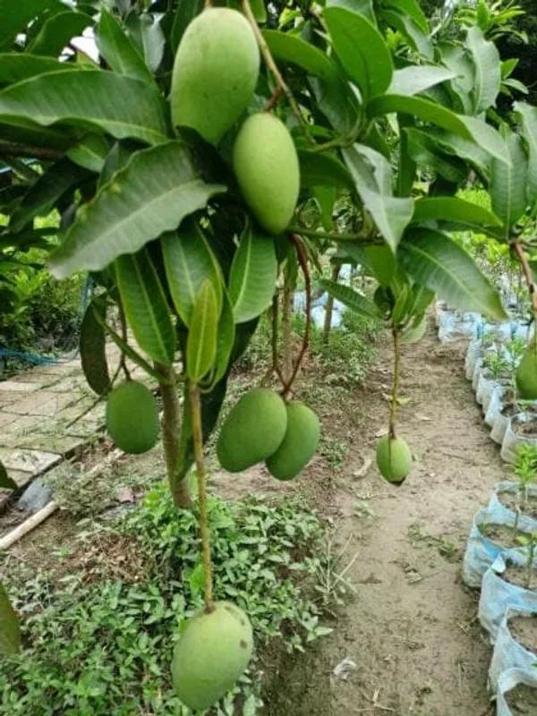 Thai Sweet Katimon Mango Plant Featured Image