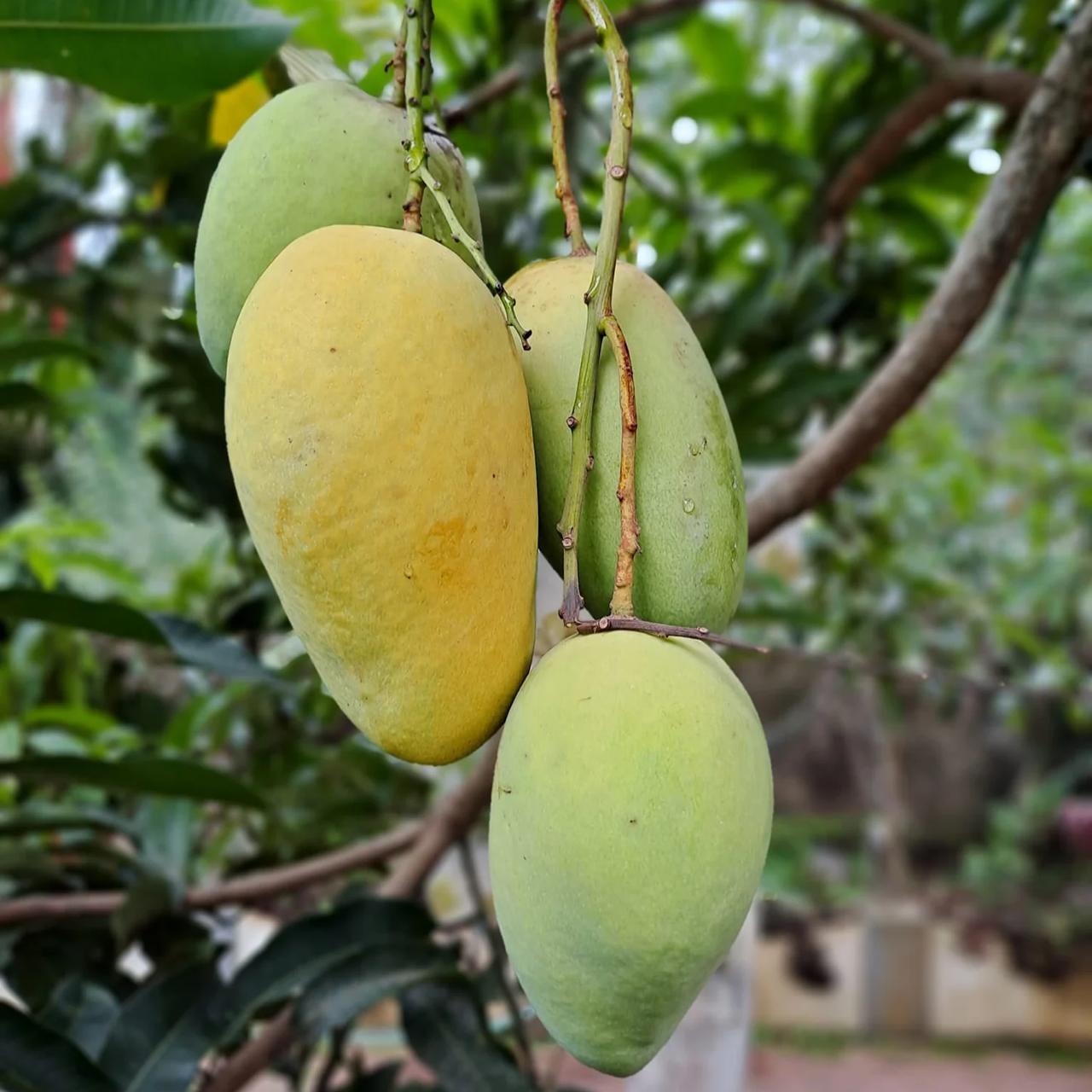 Thai Sweet Katimon Mango Plant Featured Image