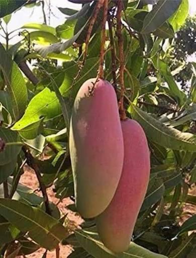 Redivory Mango Plant Featured Image