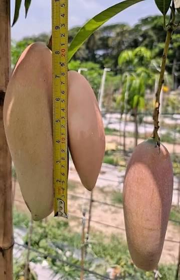 Redivory Mango Plant Featured Image