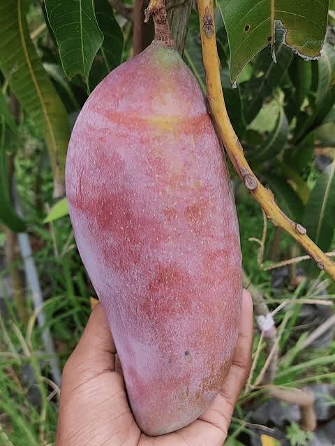 Redivory Mango Plant Featured Image
