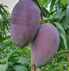 King of Chakapat Mango Plant Featured Image