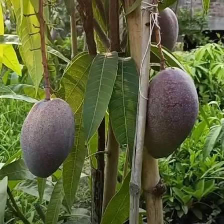 King of Chakapat Mango Plant Featured Image