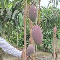King of Chakapat Mango Plant Featured Image