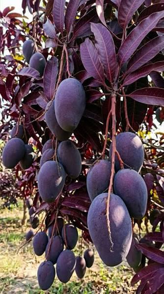 Black Kosturi Mango Plant Featured Image