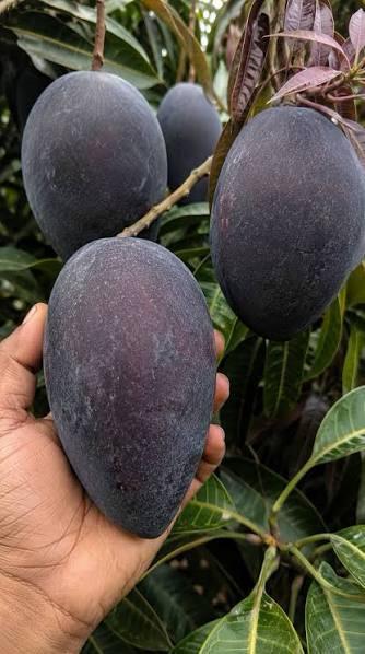 Black Kosturi Mango Plant Featured Image