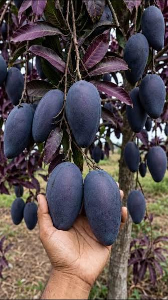 Black Kosturi Mango Plant Featured Image