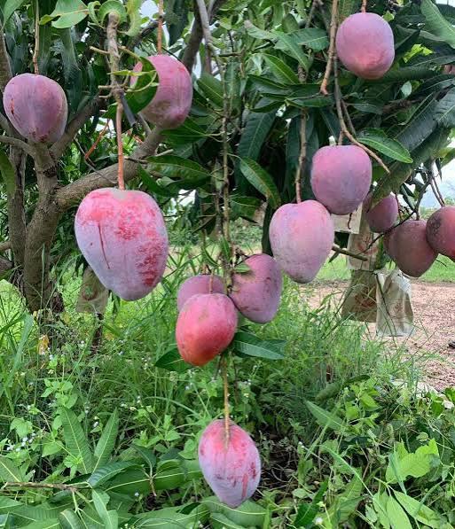 Sensation Mango Plant Featured Image
