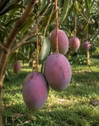 Sensation Mango Plant Featured Image