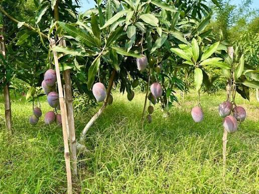 Sensation Mango Plant Featured Image