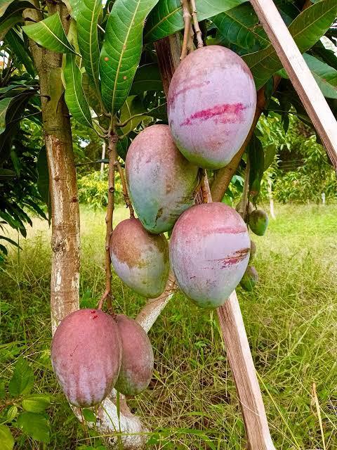Sensation Mango Plant Featured Image