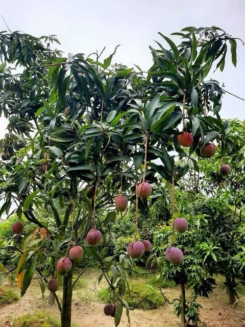 Red Palmar Mango Plant Featured Image