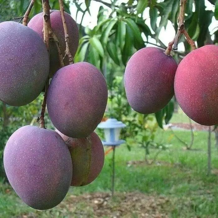 Red Palmar Mango Plant Featured Image
