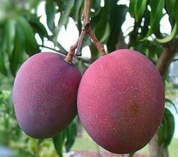 Red Palmar Mango Plant Featured Image
