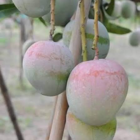 R2E2 Mango Plant Featured Image