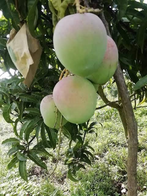 R2E2 Mango Plant Featured Image