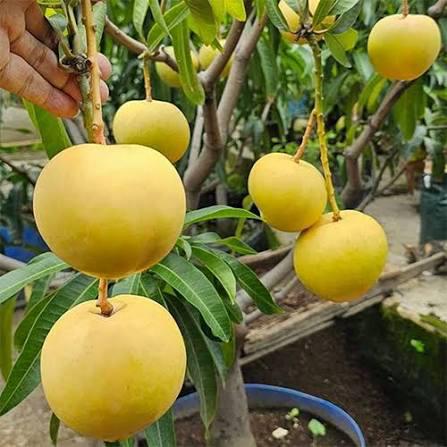 R2E2 Mango Plant Featured Image
