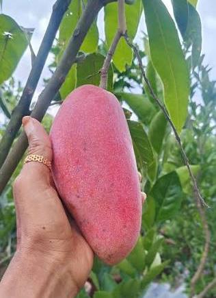 Xi Shi Mango Plant Featured Image