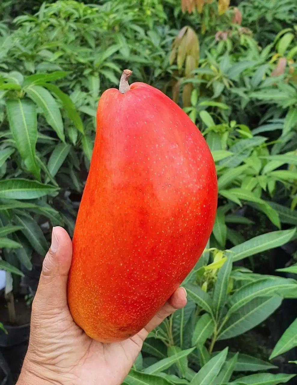 Xi Shi Mango Plant Featured Image