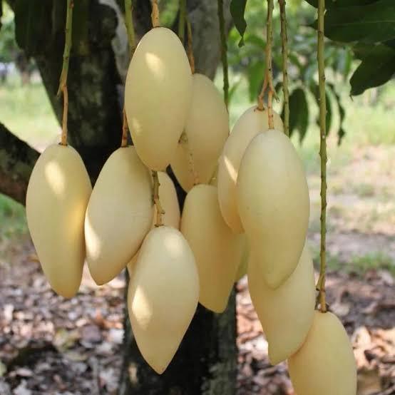 Nam Docmai Mango Plant Featured Image