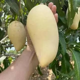 Nam Docmai Mango Plant Featured Image