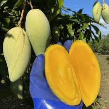 Nam Docmai Mango Plant Featured Image